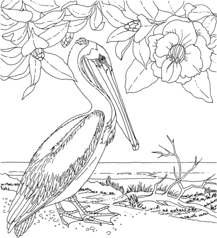 Magnolia And Brown Pelican Louisiana State Flower And Bird Coloring Page